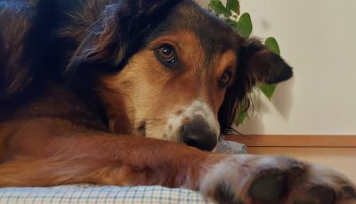 Proteggere gli animali dallo stress di Capodanno